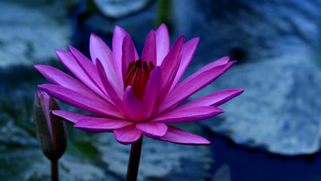 beautiful pink lotus flower with green leaves in pond