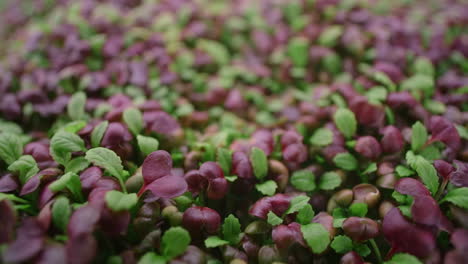 close-up of colorful microgreens