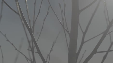 hand examining tree branch in winter