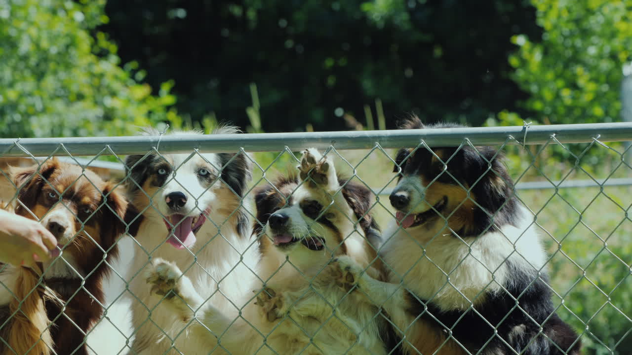 주인은 새장에 있는 개를 맛있는 간식으로 대접합니다.