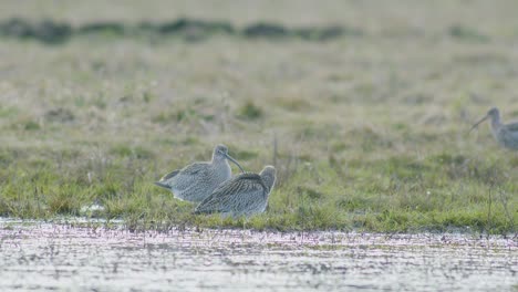 a few curlew birds resting near water puddle flooded wetland during migration