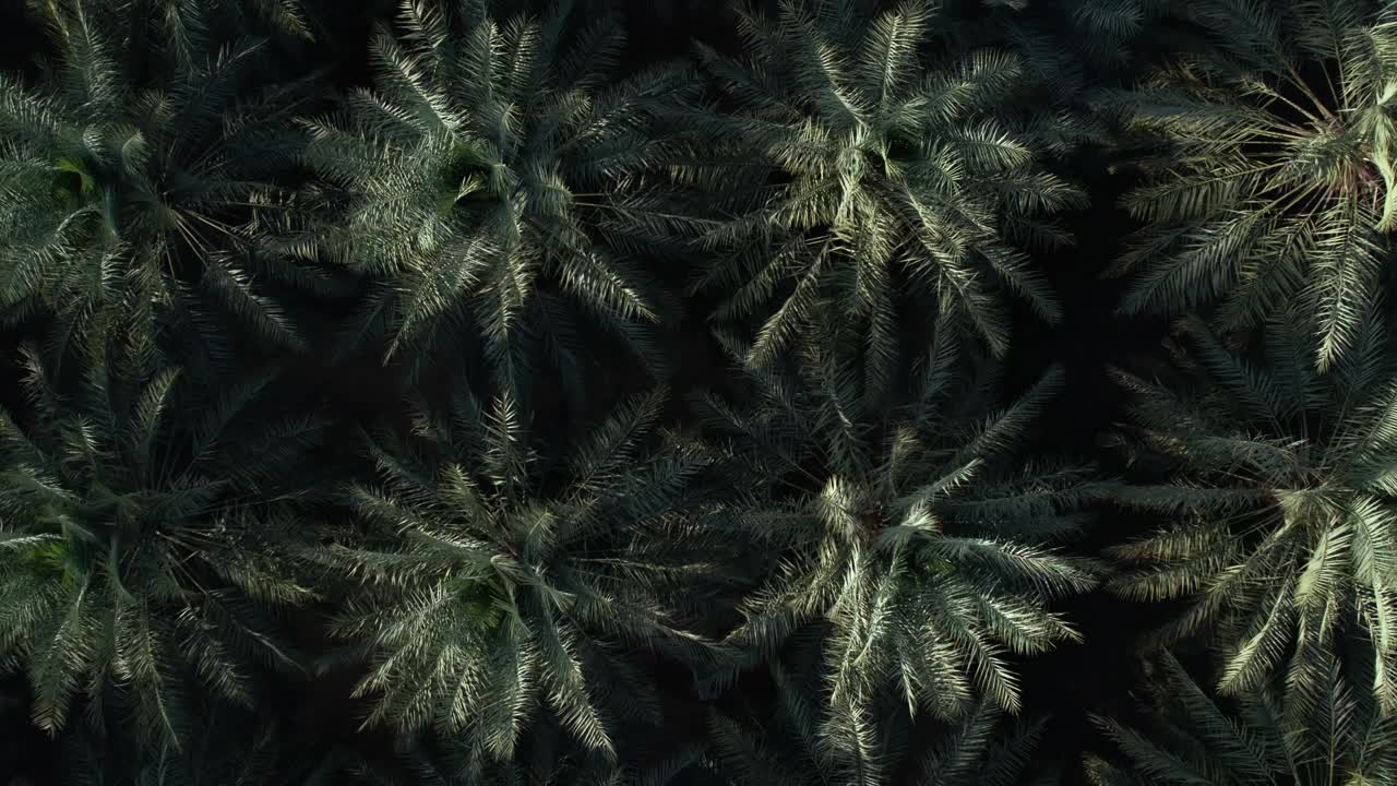 oasis de palmeras desde un dron