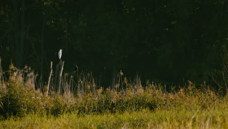 wide shot of a great white heron and a cormorant calmly sitting on a snag