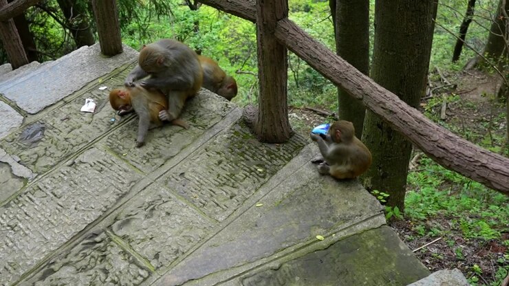 Famiglia di macachi selvatici che riposa su gradini di pietra in una foresta nel villaggio di Huangshi, Cina.
