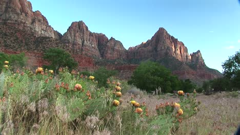 Plano-Medio-De-Cactus-Del-Desierto-En-Flor-En-El-Parque-Nacional-De-Zion