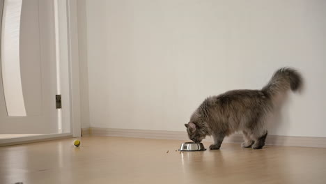 hungry fluffy grey cat eating food from metal bowl at home