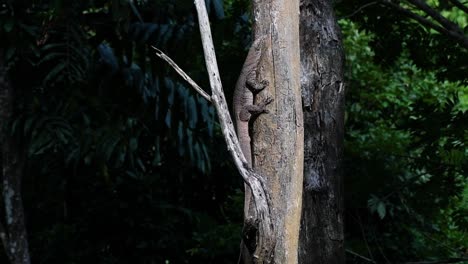 the clouded monitor lizard is found in thailand and other countries in asia