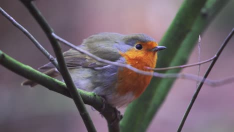 Close-shot-of-a-robin-standing-on-a-branch-in-a-forest