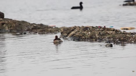 Adorable-baby-duck-swimming-near-a-lake-shore-I-Spot-billed-baby-duck-in-lake