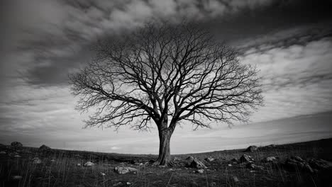 a solitary emblem of resilience: the stark beauty of a leafless tree against a dramatic sky in black and white capturing the essence of nature's cycle
