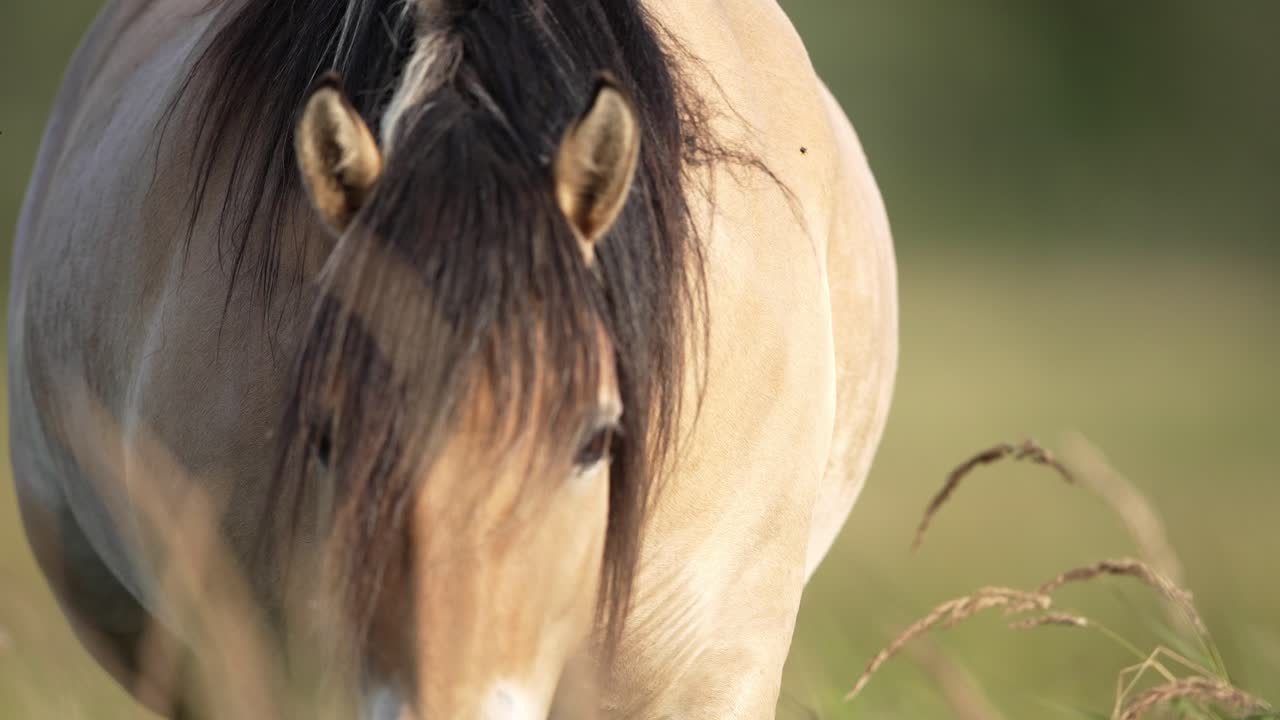 caballo salvaje de cerca mirando a la cámara, caminando hacia la cámara, poca profundidad de campo, retrato, cámara lenta