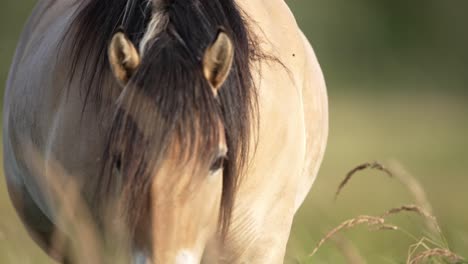 wild horse close up looking into camera, walking toward camera, shallow depth of field, portrait, slow motion