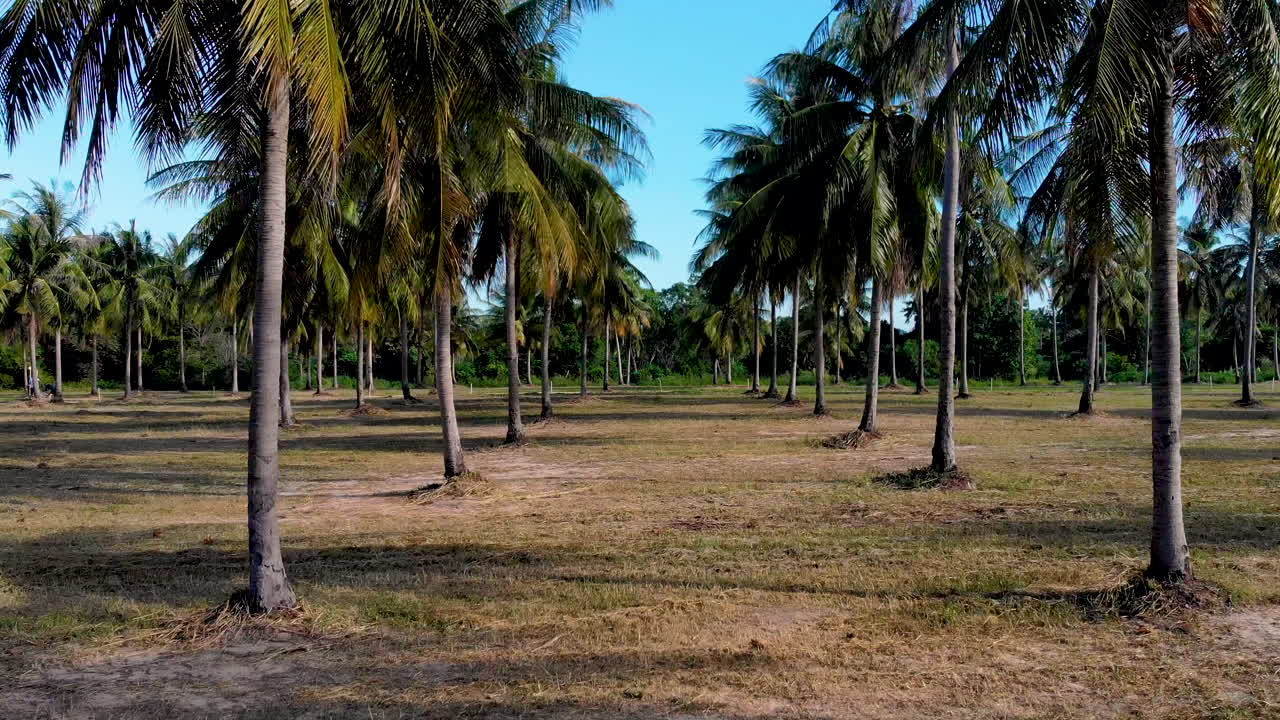 vuelo aéreo a través de un palmeral en el sudeste asiático