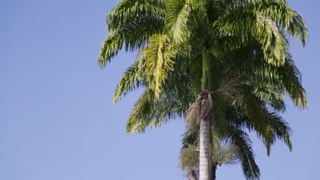 Palmera-En-Río-De-Janeiro,-Brasil