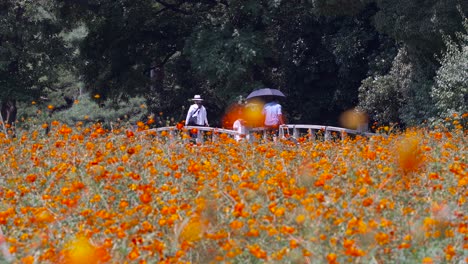 一家人在公园里穿过木桥,前面有彩色的花园