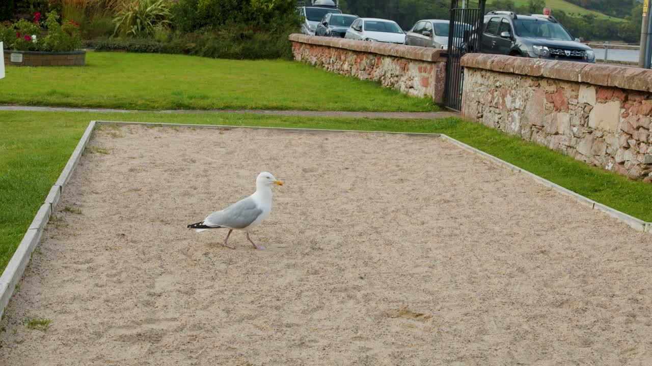 A seagull walks across a sandy patch, then lifts off in daylight, static wide shot