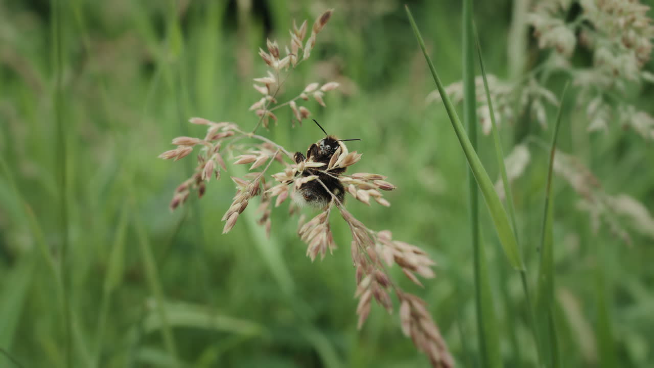 A bee hanging onto long grass in a wild field outside in nature.