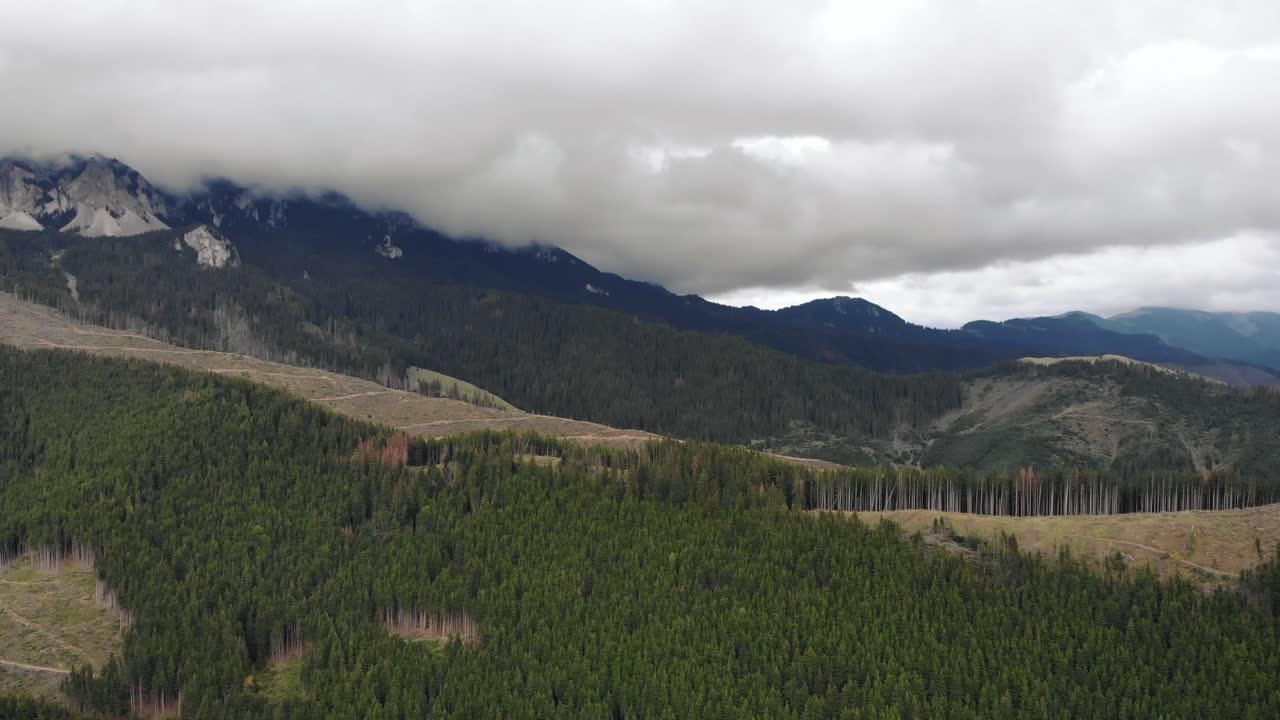 hermosa vista aérea de la densa vegetación forestal en el campo