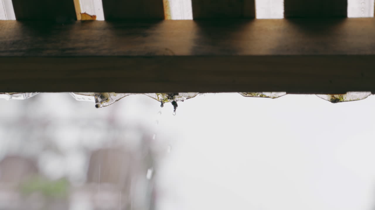 정원 플라스틱 지붕 에 있는 가까운 눈방울