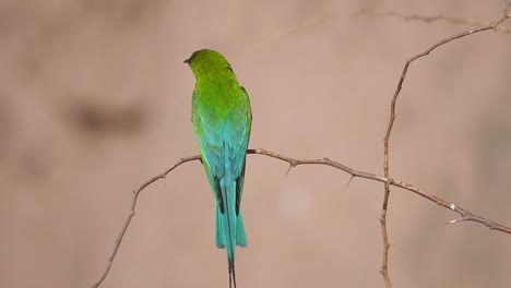 beautiful bird blue tailed bee eater  perched