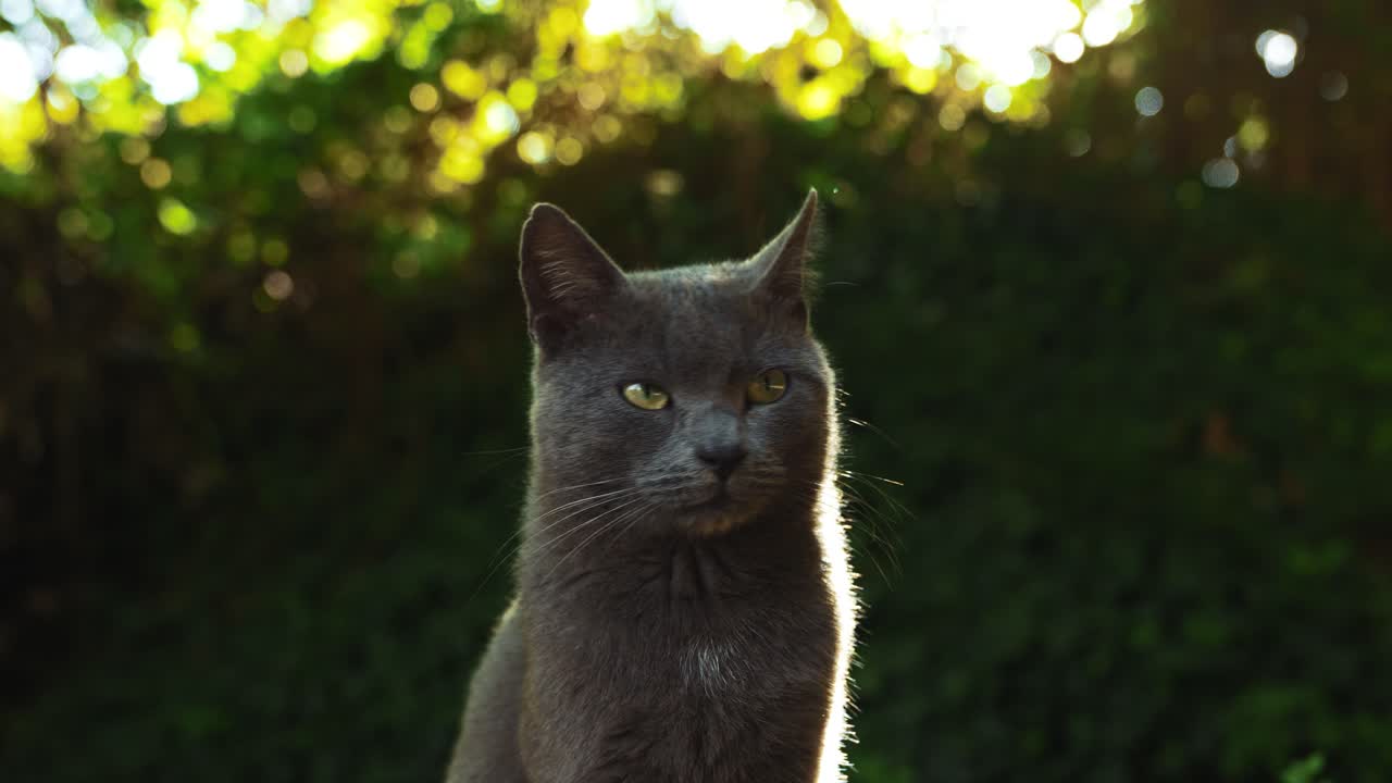 Un bellissimo gatto randagio selvatico grigio osserva con i suoi curiosi occhi verdi, ripreso in primo piano con sfondo sfocato e caldi raggi di sole in un pigro pomeriggio.