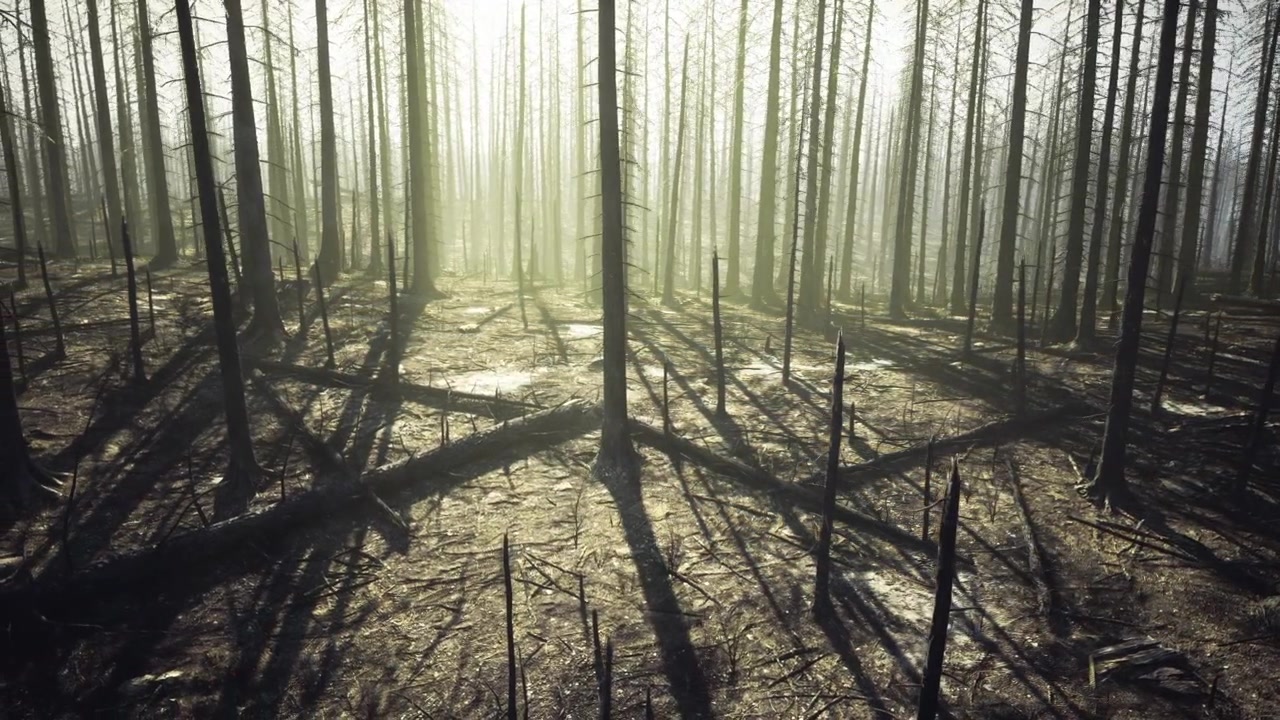 Askebedækket skovbund med brændte grene og spæd ny vækst.