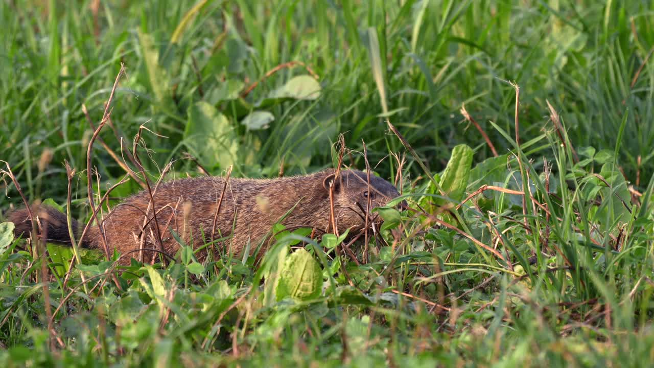 Una marmotta che pascola in un prato in una mattinata di sole