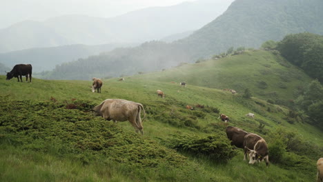 herd of free range cattles grazing on a mountain meadow under the fog