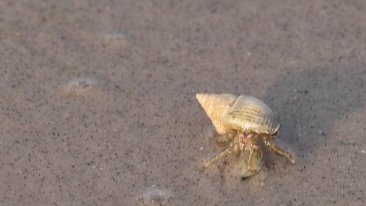 모래 해변 지형을 가로질러 이동하는 고립된 크래브