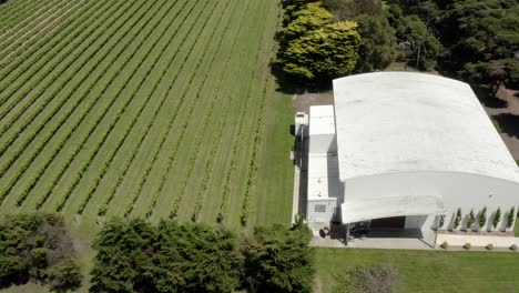 aerial high above rows of grapevines on rural vineyard farm
