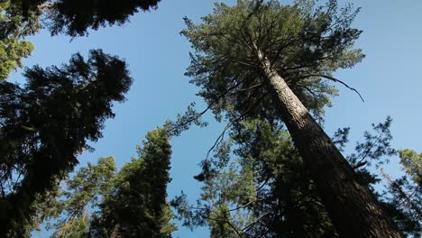 caminando por el vasto bosque nacional de secuoyas mirando el cielo azul de arriba