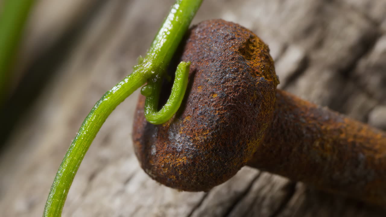 Green Plant Tendril Wrapped Around a Rusty Metal Object