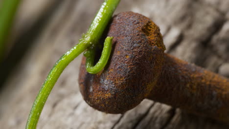 green plant tendril wrapped around a rusty metal object