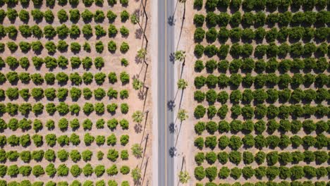 Die-Luftaufnahme-Von-Oben-Folgt-Einer-Straße-Durch-Die-Zitrusgärten-Am-Flussufer-Der-University-Of-California,-Bis-Zu-Einer-Kreuzung-Und-Vorbei-An-Einer-Kreuzung,-Die-Weitläufige-Zitrusfelder-Zeigt