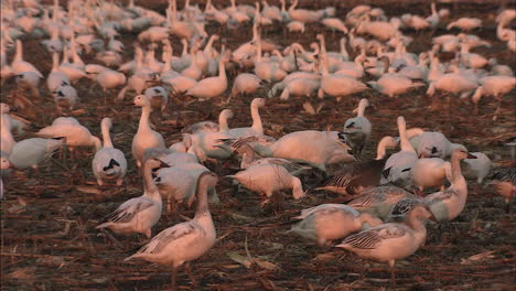 Plano-Medio-De-Gansos-De-Nieve-Alimentándose-En-El-Campo.