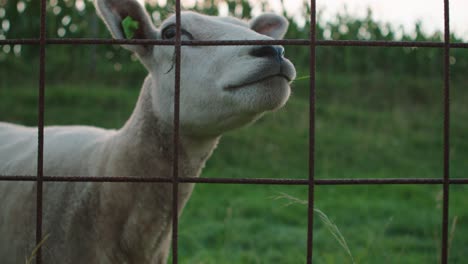 close up of hand feeding sheep lamb through fence