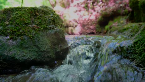 Close-up-view-of-beautiful-river-with-rocks-covered-with-moss-and-flowing-water-at-sunny-day