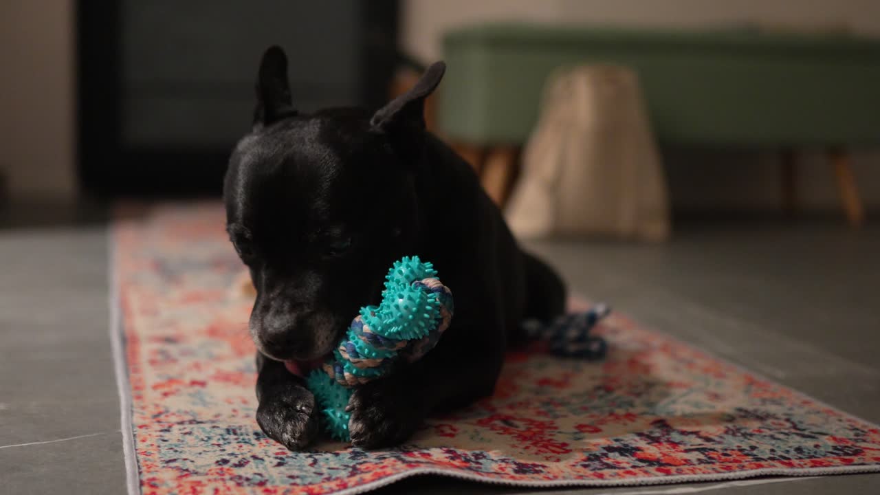 A cheerful black dog with perky ears rests on a patterned rug, happily chewing on a bright blue rubber toy. Its focused expression and the toy's vibrant color radiate joy and contentment.