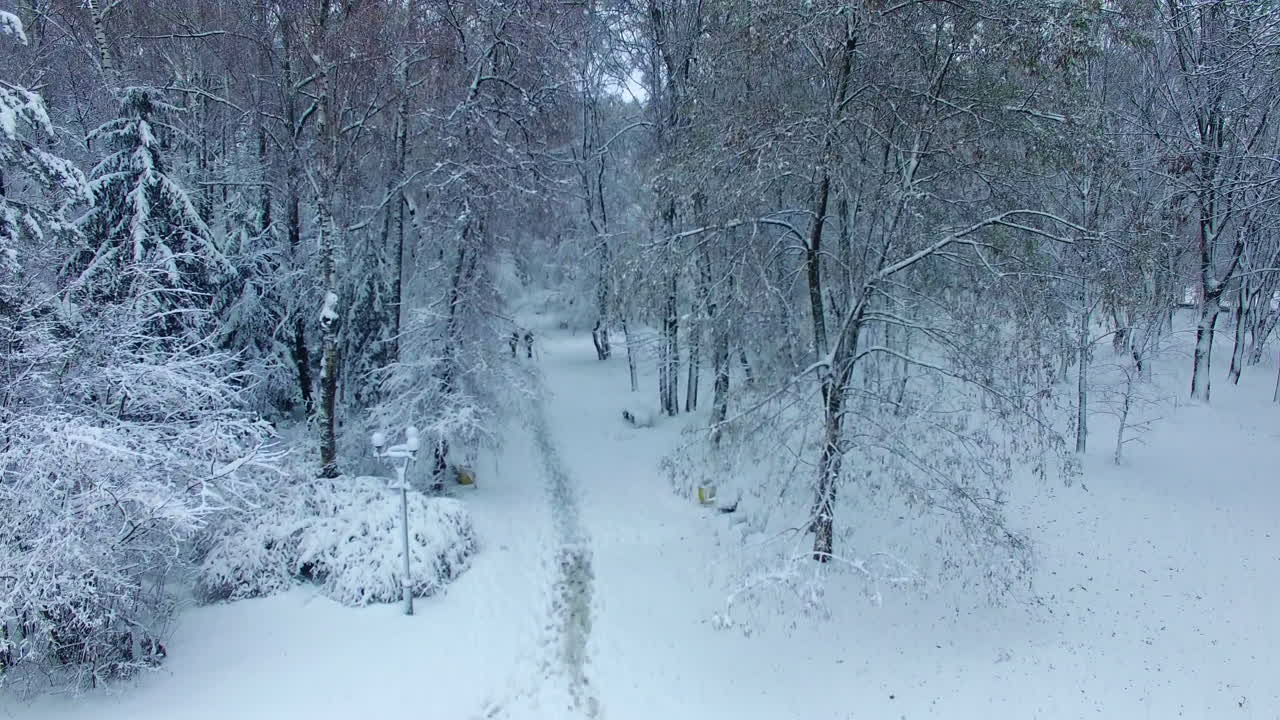 Black silhouettes of two people walking by the path in snowy park. Drone rising above the beautiful trees in snow in winter.