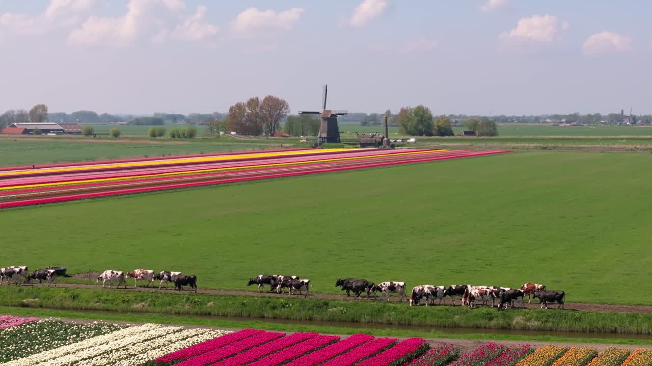 Veduta aerea di vivaci filari di tulipani e bestiame che si avvicina a una fattoria rurale, Olanda