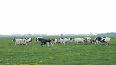 herd of dairy cattle running in the field to grazed green grass