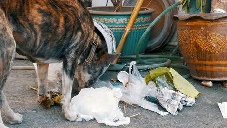 homeless, thin and hungry dog rummages in a garbage can on the street. asia, thailand