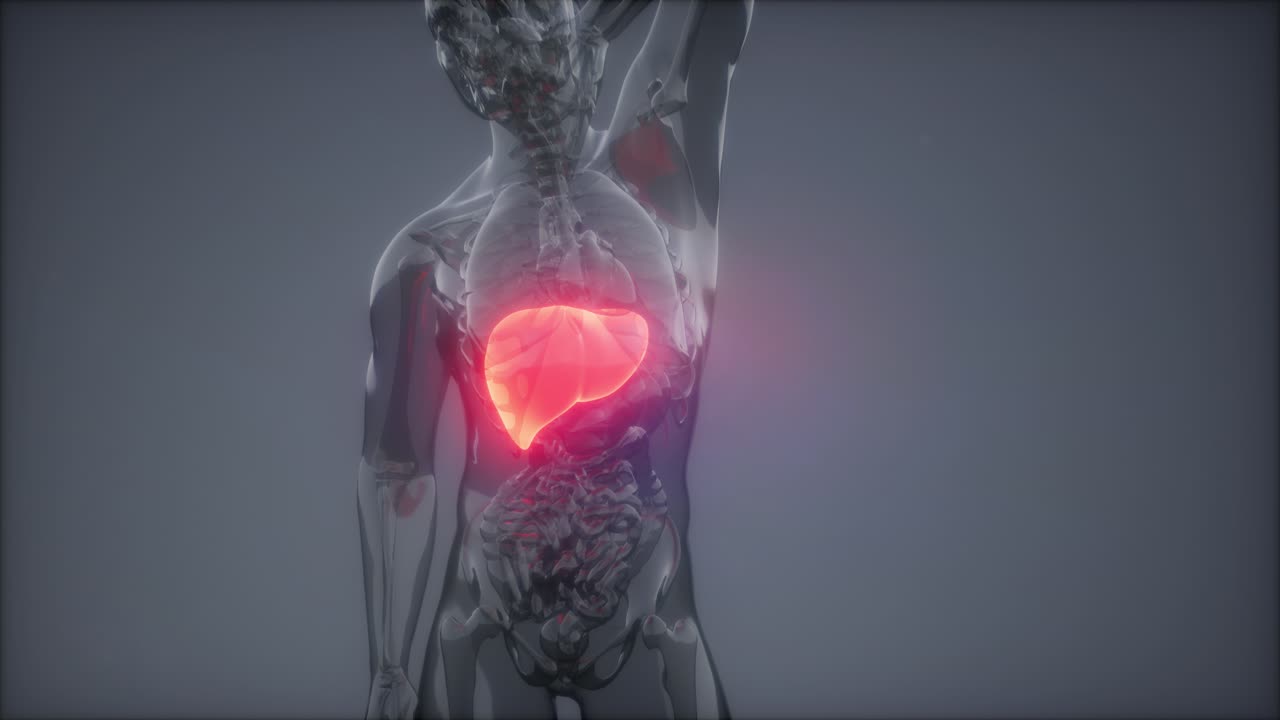 Esame radiologico del fegato umano
