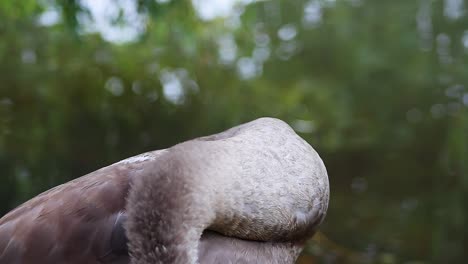 Close-up-of-Juvenile-Mute-Swan---Cygnus-Olor---grooming-itself-by-the-side-of-the-river