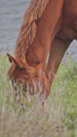 caballo masticando hierba en el hermoso campo