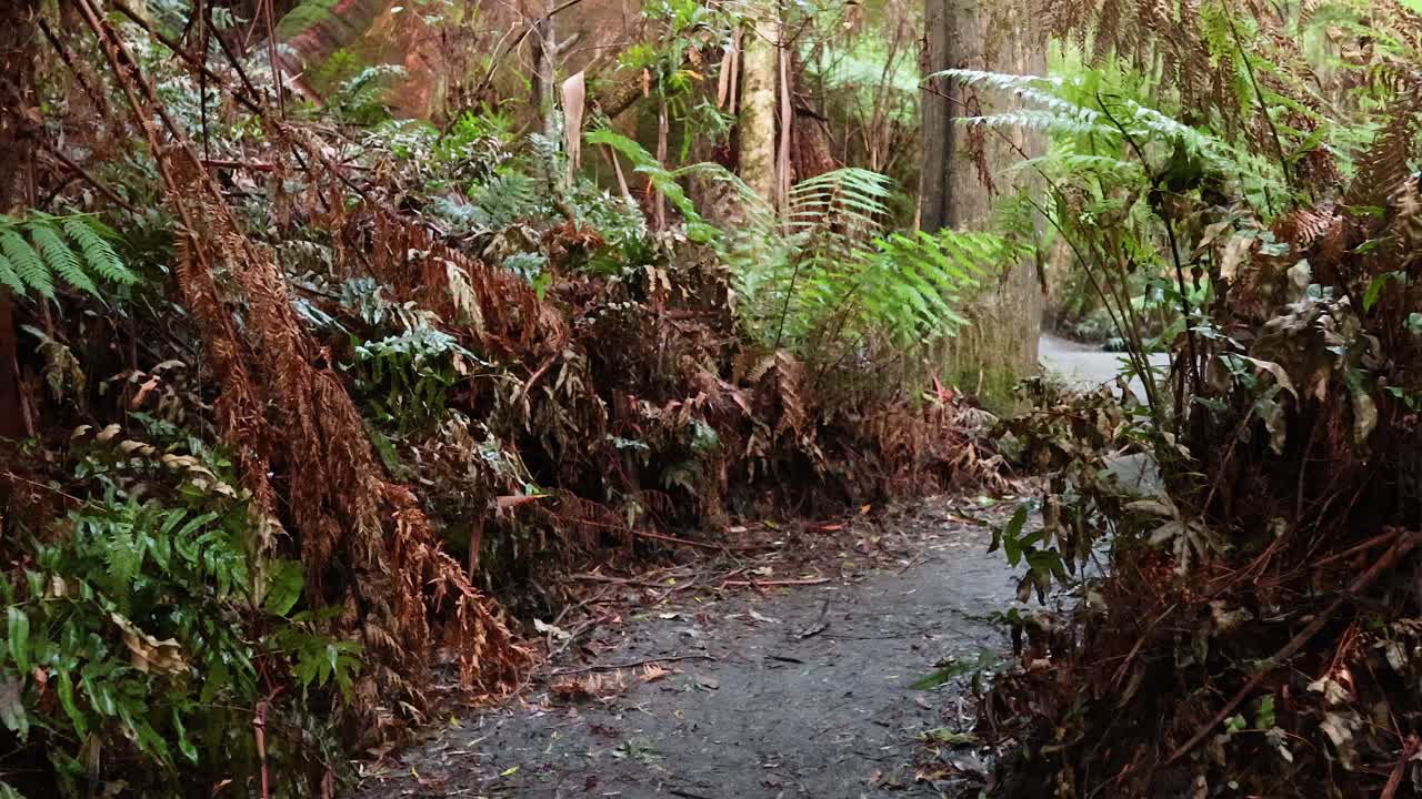 울창한 식물이 있는 경치 좋은 열대우림 길