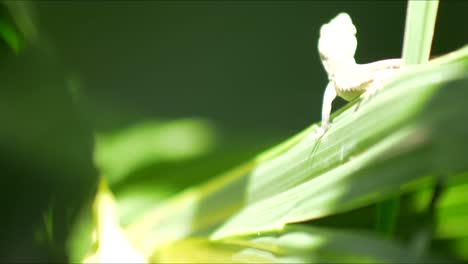 Small-lizard-stands-on-tropical-plant-frond-and-crawls-away