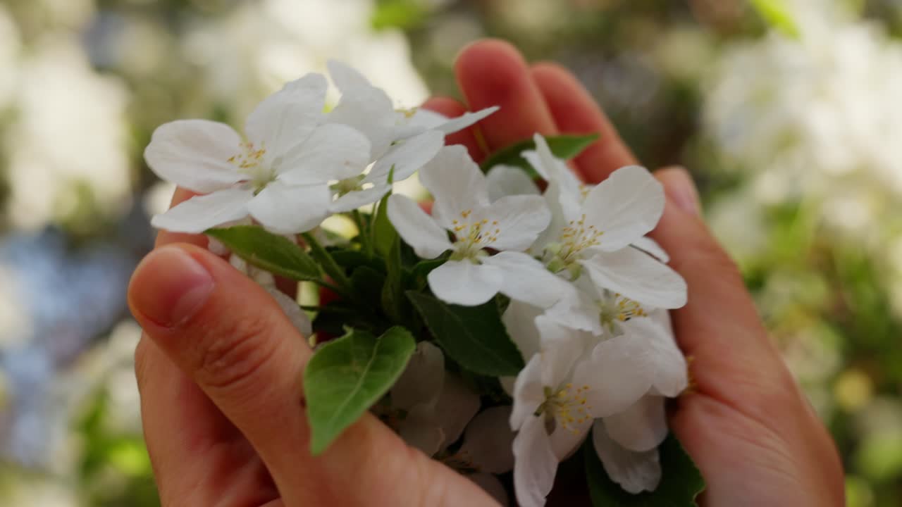Hands Holding Apple Blossoms