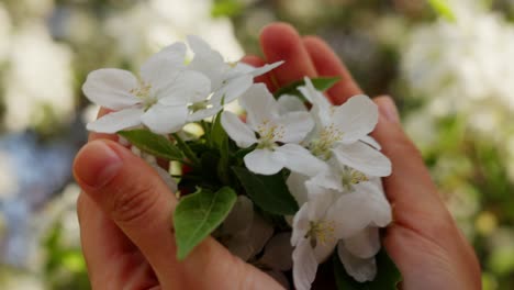 hands holding apple blossoms