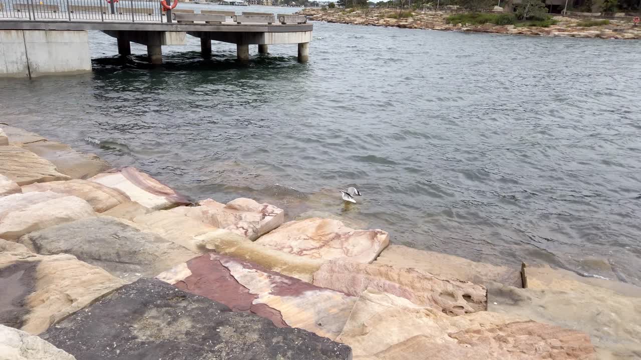 barangaroo, sydney, nsw australia의 사암 바위 계단으로 물에서 이륙하는 갈매기